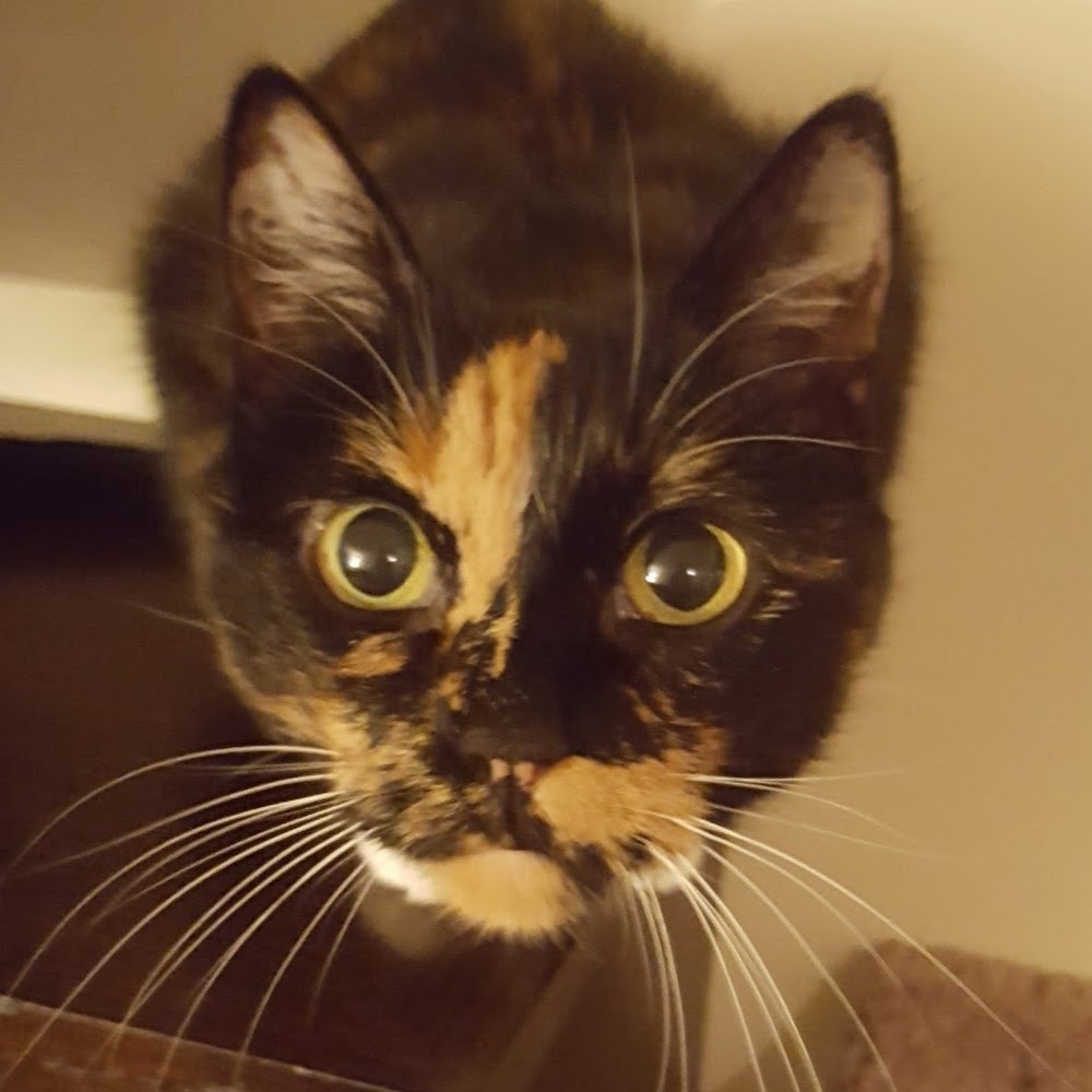 Meet your Posher, Yoo